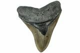 Serrated, Fossil Megalodon Tooth - North Carolina #311091-1